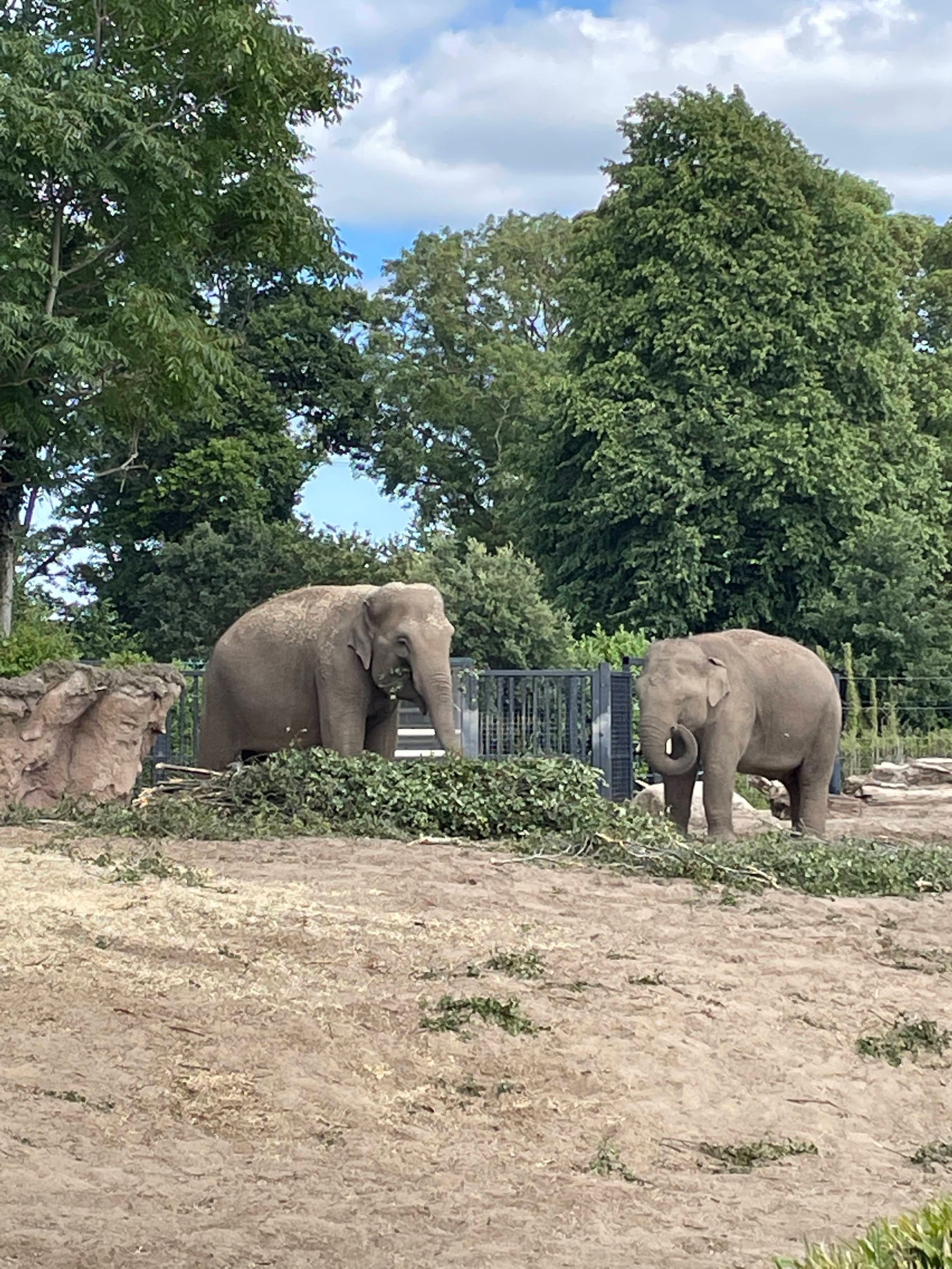 African Elephants